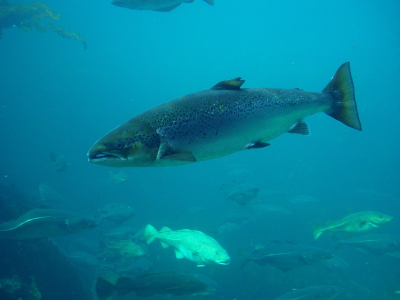 salmon, fishes, underwater, photos, fish, 2K