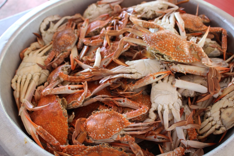 claw, cuisine, underwater, crab, freshness, market, 5K, large group of objects, cooked, life, invertebrate, animal, meal, krabbe, food and drink, no people