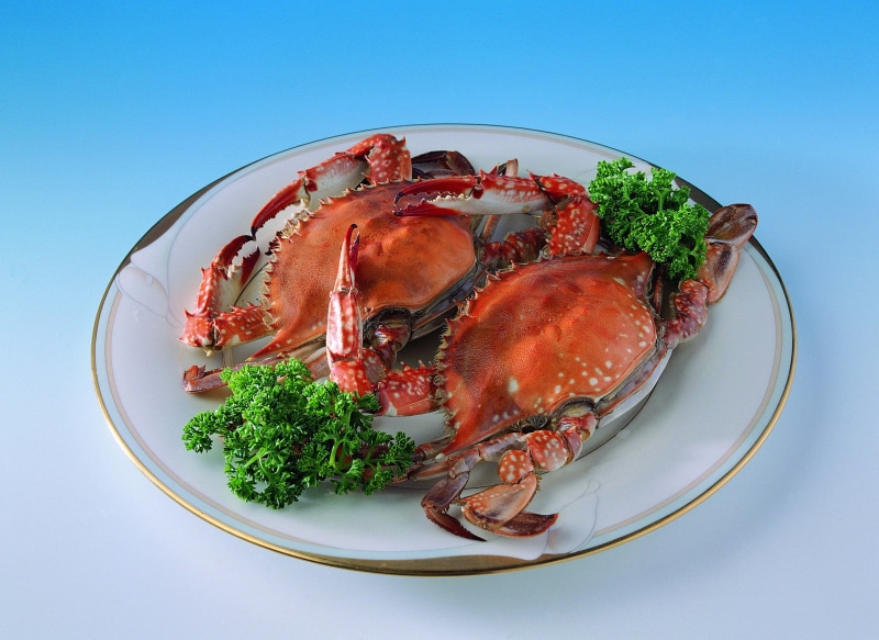 crustacean, two, blue, lunch, cut out, studio shot, red, meal, crabs, cooking, animal wildlife, steamed, animal Shell, animal, crab, prepared Crab, meat