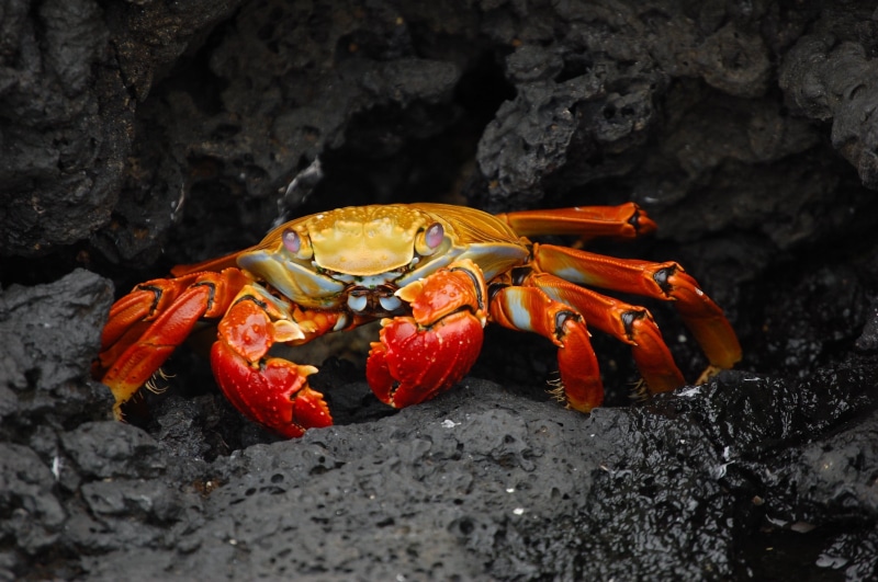crustacean, solid, rock, rocks, marine, water creature, animal, 2K, day, rock - object, shellfish, seafood, claw, one animal, outdoors, animal wildlife
