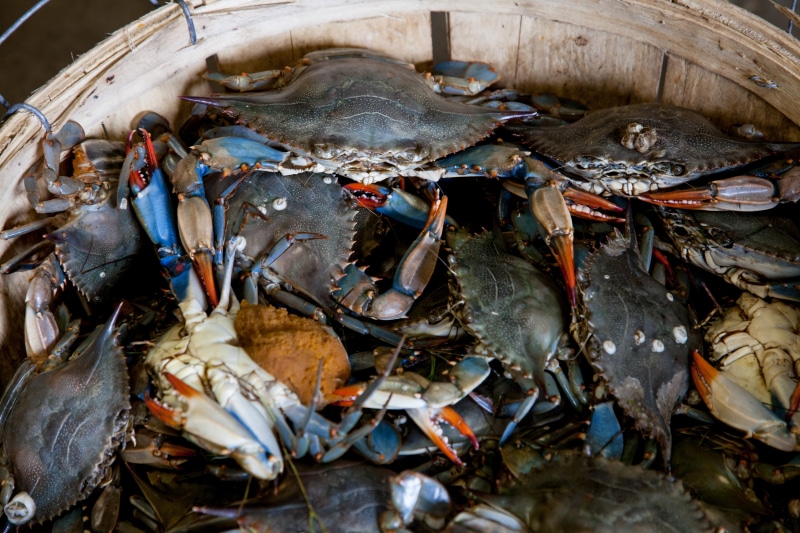 shell (food), animal shell, alive, crab - seafood, freshness, healthy eating, no people, blue crabs, animal themes, food and drink, food, gray, fishing industry