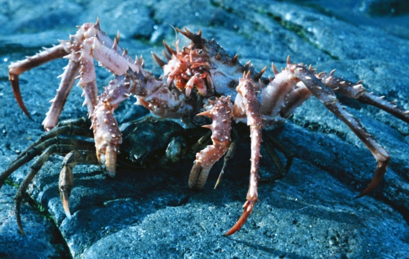 lithodes, outdoors, one animal, king, animal themes, crab, animal, solid, undersea, close-up, crustaceans, seafood, Lithodes maja, species, sea, animals in the wild