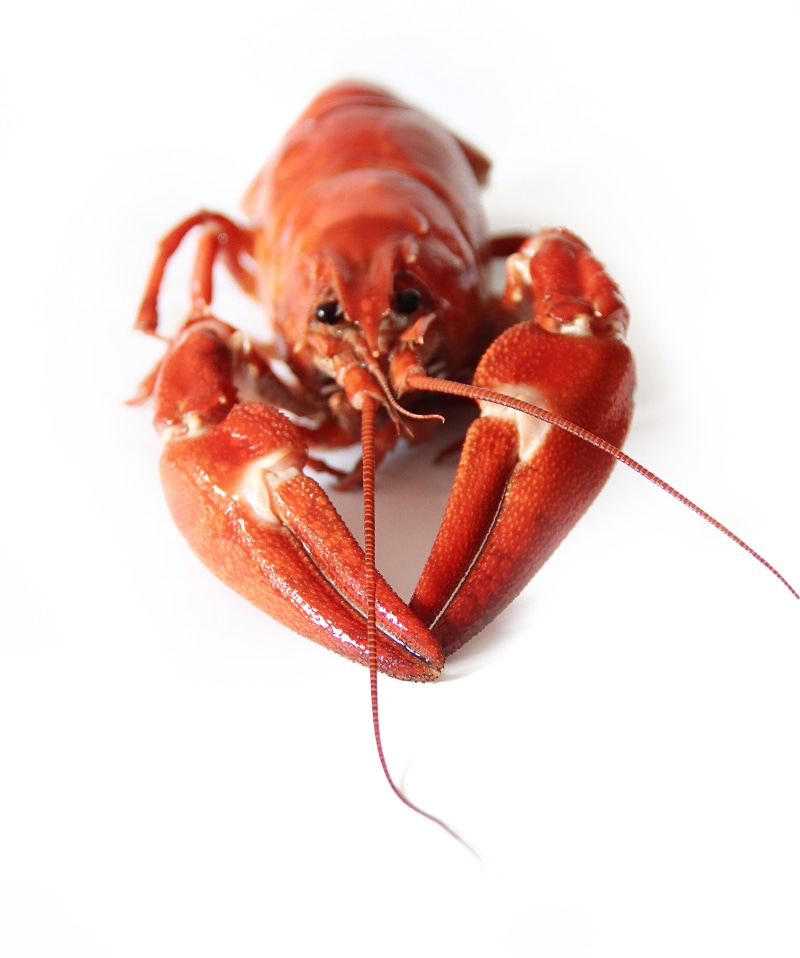 animals in the wild, marine, indoors, seafood, cut out, animal themes, lobster, close-up, white background, animal wildlife, red, no people, surface, studio shot