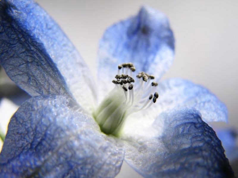 3d and abstract, jpg, blu, 1080P, macro, plant, flower, bloom