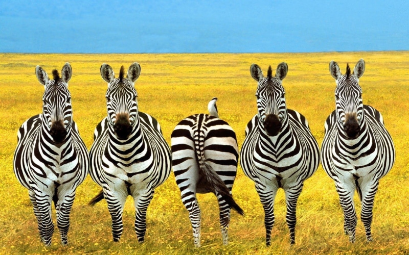 domestic animals, photo manipulation, animal, striped, yellow, 720P, landscape, animal wildlife, land, nature, herd, field, safari, grass, zebra, herbivorous