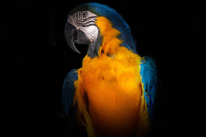 one animal, blue, animal themes, animals in the wild, close-up, beak, no people, wildlife, Tropicana, black background, multi Colored, yellow, tropical