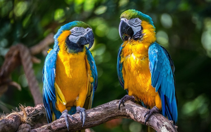 Blue-and-yellow macaw, tropical Climate, red, focus on foreground, blue, Ara, two, a couple, vertebrate, multi Colored, parrot, rainforest, tree, cute