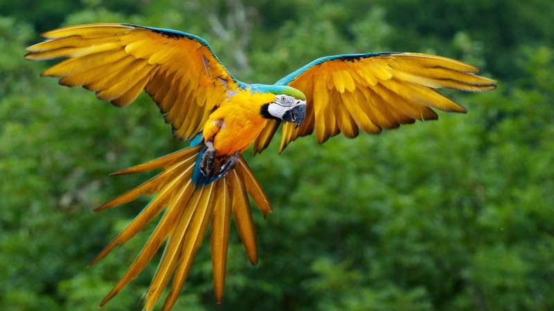 yellow, outside, 1080P, flying, flight, tropical, green, parrot, blue, animal, bird, animals