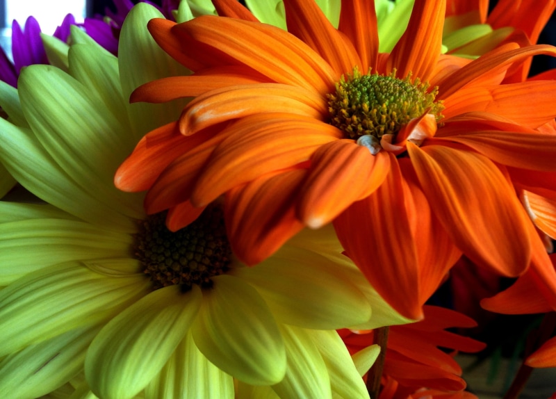 close-up, petal, photography, beauty In Nature, summer, closeup photography, Flower, nature, flowers, plant, petaled, macro, orange, closeup, flower Head
