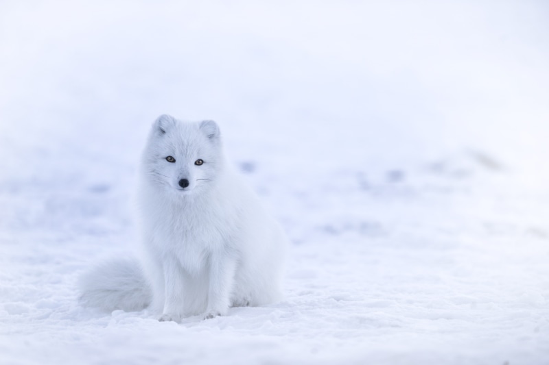 animal, fox, nature, wild animal, mammal, animals in the wild, animal wildlife, looking at camera, survival, white fox, cold temperature, portrait, 5K