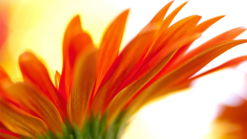 multi colored, vibrant color, petaled, beauty in nature, plants, brightly lit, macro, extreme close-up, flower head, orange color, freshness, red, 1080P