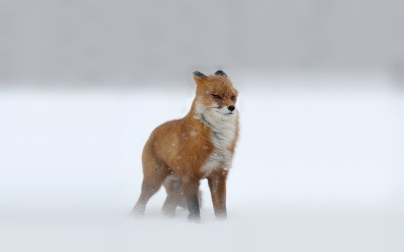 looking at camera, vertebrate, domestic animals, 1080P, nature, animals, canine, red Fox, young Animal, fur, one Animal, cold temperature, carnivore, pawed Mammal