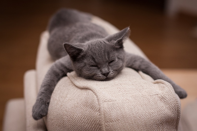 feline, tabby, close-up, indoors, silver, Fabrice Meuwissen, animal, relaxation, animal head, sleeping, cat, whisker, 1080P, eyes closed, no people, mammal