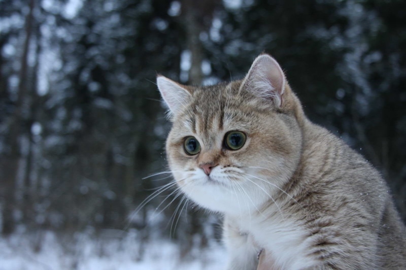 domestic, silver, winter, vertebrate, 720P, looking at camera, whisker, ginger cat, tree, cat, animal, domestic cat, close-up, no people, tabby, mammal