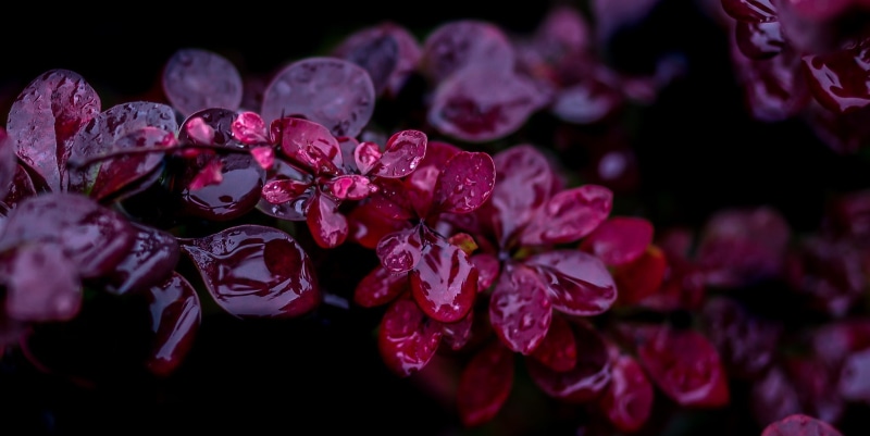 close-up, outdoors, night, vulnerability, flowering plant, flower, beauty in nature, black background, depth of field, purple, bunch of flowers, inflorescence