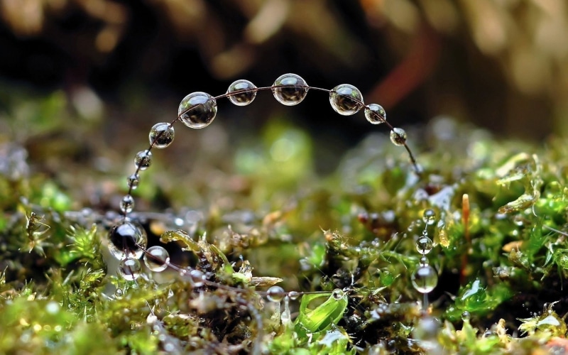 closeup, leaves, depth of field, nature, 1080P, wet, water drops, macro