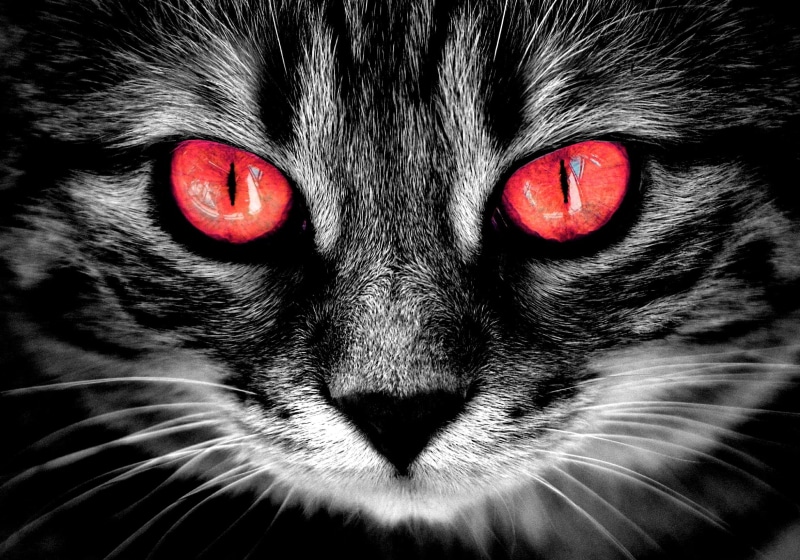 creepy, animal, isolated color, mammal, animal themes, tabby, domestic animals, domestic, weird, whisker, domestic cat, animal eye, fire red eyes, close-up