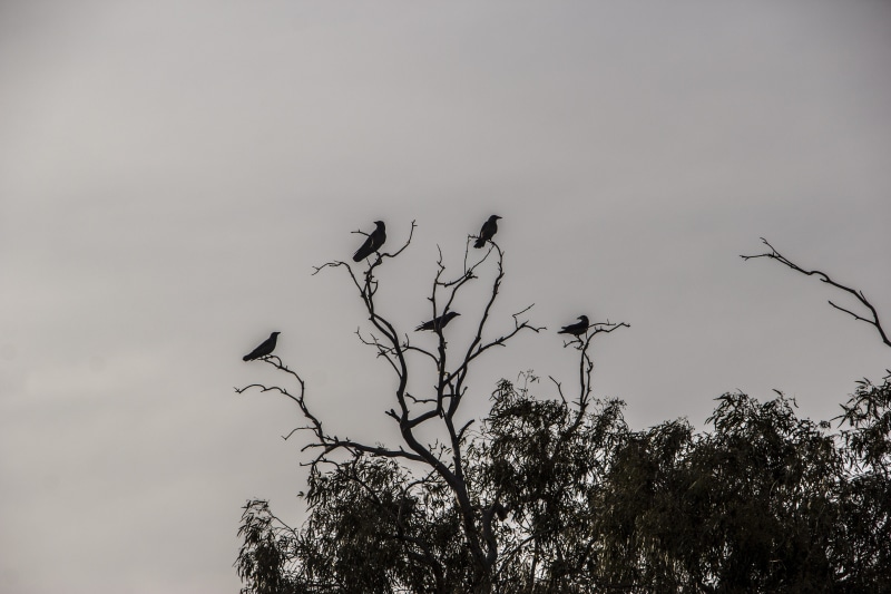 evil, full, creepy, halloween, day, animal, death, skull, mysterious, beak, animal themes, spooky, animal wildlife, wild, silhouette, fantasy, scary, tree