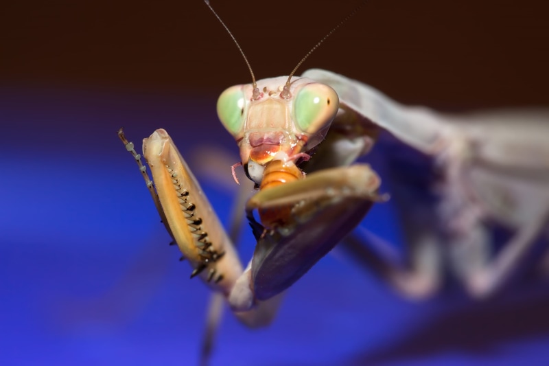 extreme close-up, eye, arm, praying mantis, background, 2K, head, religiosa, small, animals in the wild, fear, crustacean, deadly, saint, selective focus