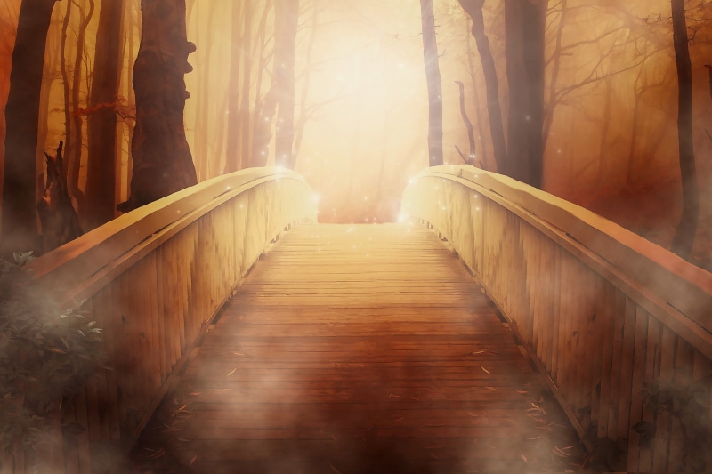 trees, wood, plants, old, glitter, bridge, forest, sparkles, 1080P