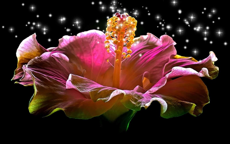 beauty, loving, hibiscus, lovely, romantic, 3d and abstract, nature, sparkling, 1080P, flowers, heart