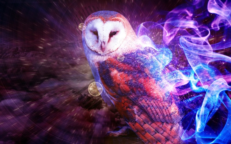animals, owl, 720P, sparkling