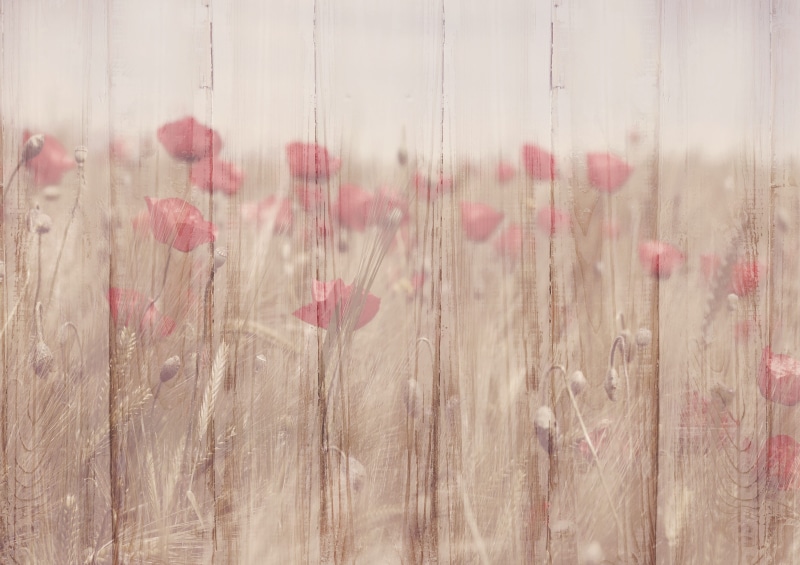 picturesque, 2K, field, rustic, klatschmohn, translucent, mood, flower, atmospheric, field of flowers, no people, template, floral, beige, backgrounds