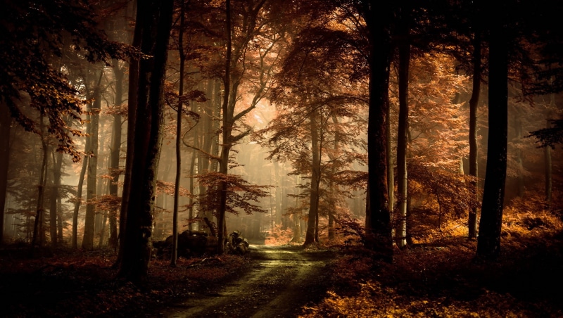 landscape, trees, path, 2K, dirt road, forest, brown, deep forest