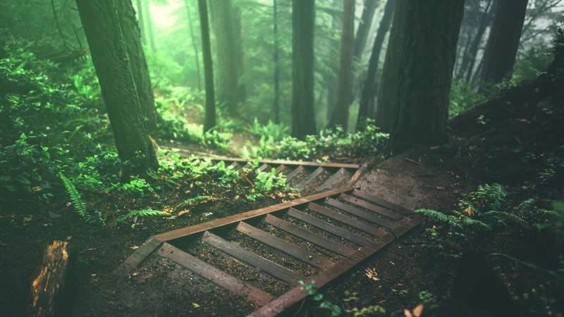 jungle, nature, plants, forest, 2K, deep forest, stairs, trees