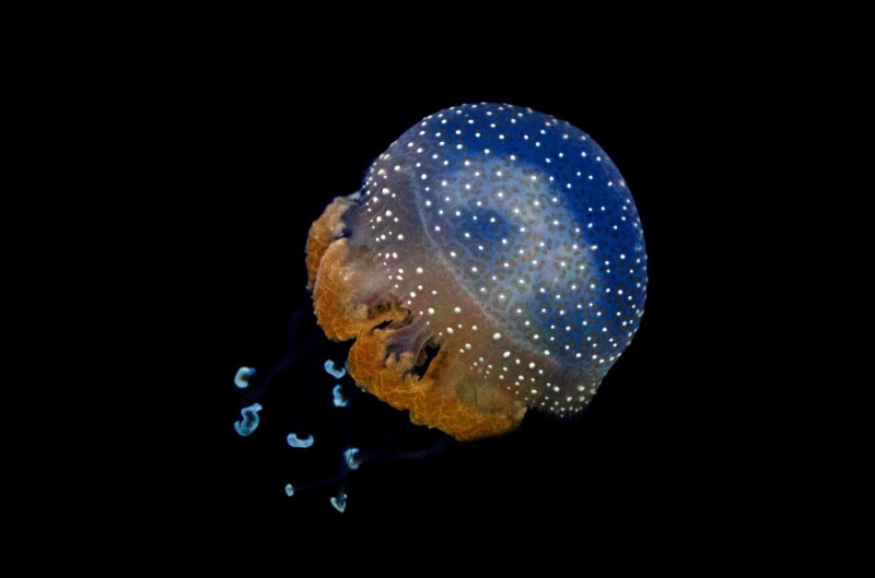 swimming, animal, exotic, coral, studio shot, water, dark, medusa, copy space, nature, fishes, danger, diving, sea life, fish, animals in the wild, photo