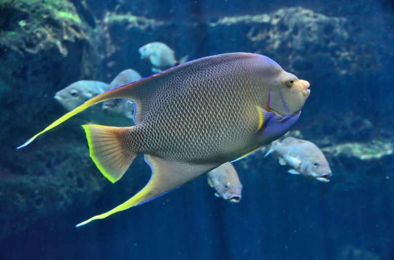 animal themes, sea, profile view, deep, underwater, exotic, nature, hobby, tropical fish, gray, colorful, wildlife, 4K, ocean, fish, no people, one animal