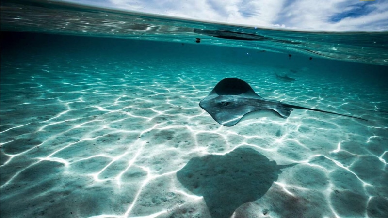 manta ray, tahiti, underwater, ocean, 1080P
