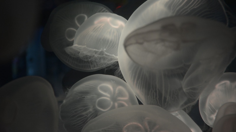 indoors, sea, underwater, close-up, transparency, nature, animals in the wild, no people, 1080P, animals, invertebrate, large group of animals, animal wildlife