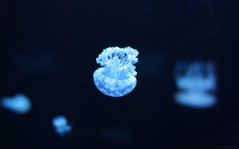 undersea, no people, 1080P, sea life, close-up, water, one animal, beauty in nature, blue, animal wildlife, animal, swimming, underwater, jellyfish, black background
