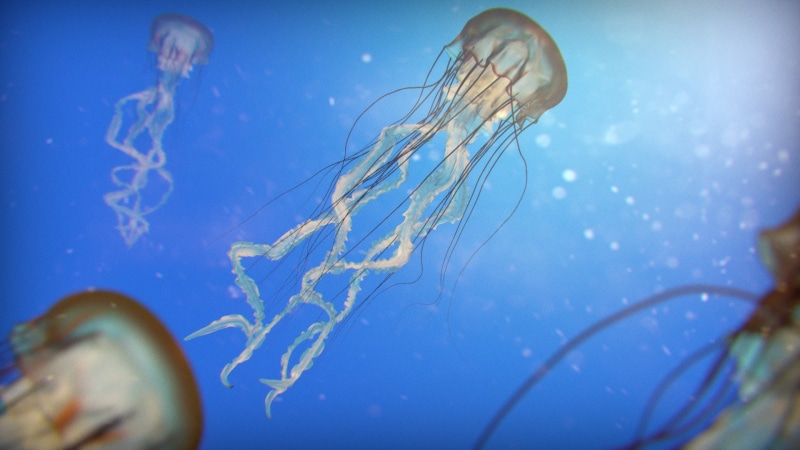 swimming, underwater, nature, undersea, tentacle, luminosity, animal wildlife, jellyfish, marine, floating on water, 1080P, blue, close-up, animals in the wild