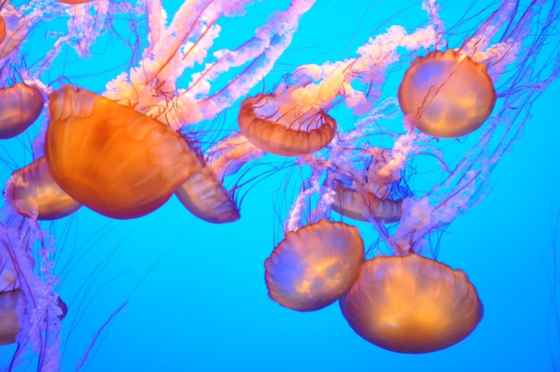 animal wildlife, animal, floating on water, underwater, no people, textile, animal themes, floral, blue background, marine, outdoors, sea life, 4K, group of animals