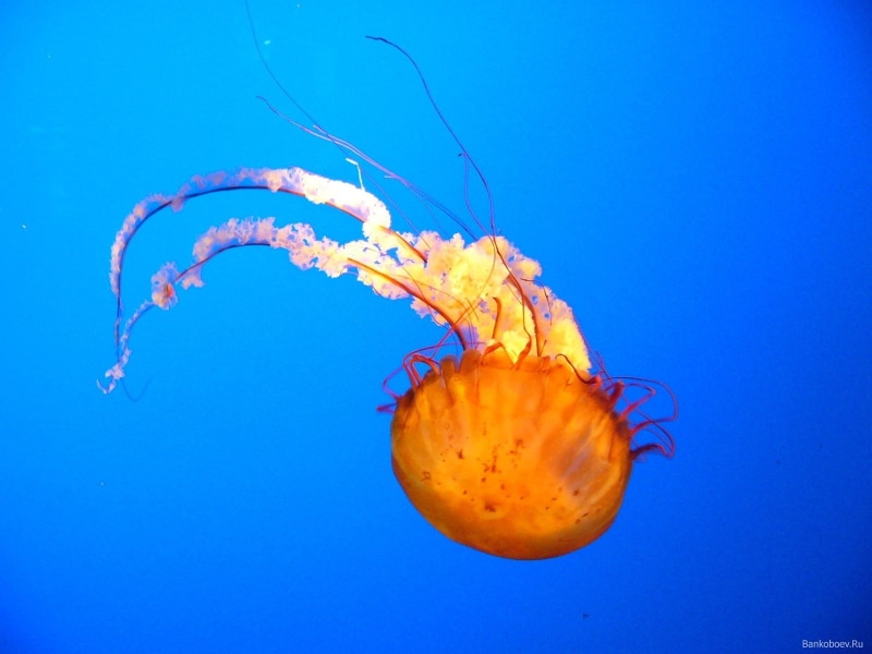 jellyfish, underwater, sea, 720P