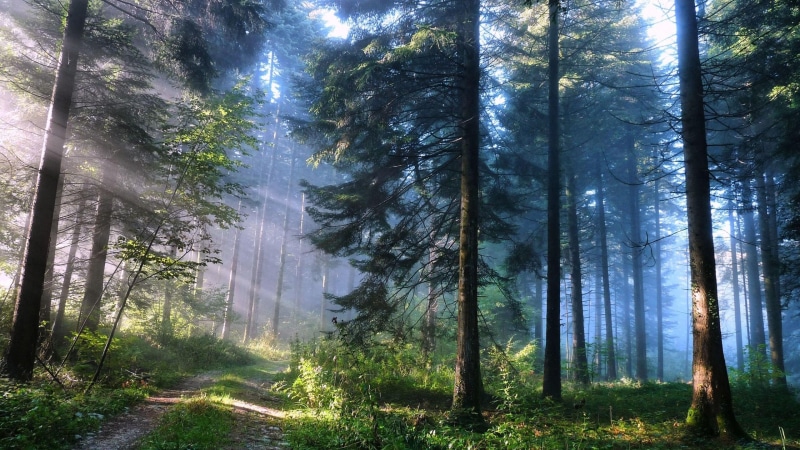 pines, pathway, forest, path, rays, sunray, 4K