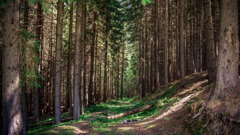woodland, wilderness, remote, forest path, trunk, abundance, path, outdoors, ecosystem, bamboo - plant, beauty in nature, non-urban scene, nature, sunlight