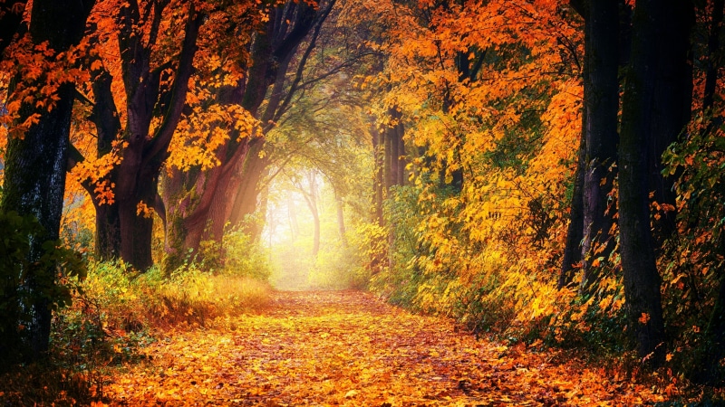 growth, plant, autumn forest, leaf, nature, tree, path, deciduous, tranquility, woodland, autumn collection, forest path, autumn landscape, no people, land