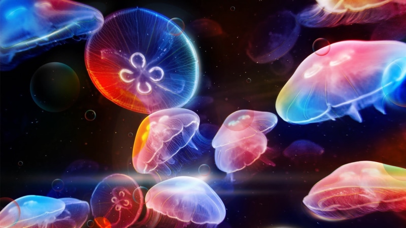 assorted, nature, marine, no people, sea life, swimming, animal themes, floating on water, 1080P, color, invertebrate, undersea, animals in the wild, animal wildlife