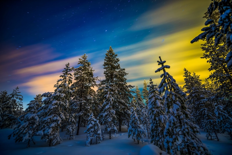 plant, tranquil scene, land, Lapland, growth, 1080P, scenics - nature, pine, snow, winter, tranquility, cold temperature, green, covering, coniferous tree