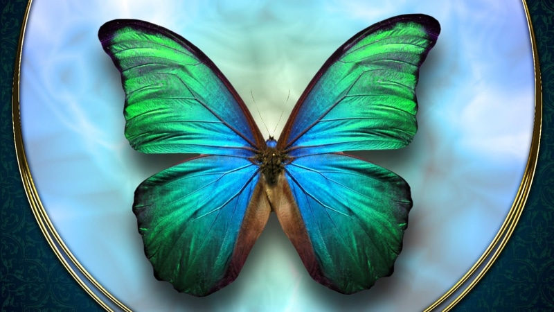 wings, directly above, animal, day, creativity, nature, teal, cloud - sky, close-up, insect, 1080P, table, high angle view, still life, butterfly, freshness