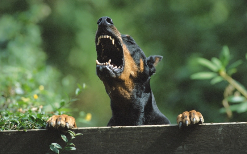 dog, 2K, Angry, doberman pinscher
