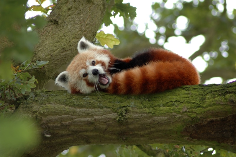 2K, mammal, animal wildlife, panda, tree trunk, vertebrate, no people, selective focus, whisker, tree, branch, animals in the wild, animal, panda - animal