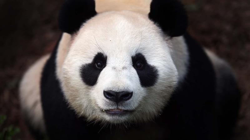 panda - animal, zoo, animal body part, focus on foreground, close-up, 1080P, animal themes, giant panda, animals, animal eye, white color, panda, bamboo - plant