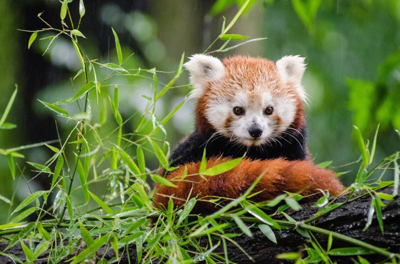 nase, 4K, bokeh, fur, panda, traurig, tree, female, tail, ailurus  fulgens, germany, Red Panda, deutschland, kleiner, red  panda, natur, iso, bear, vintage
