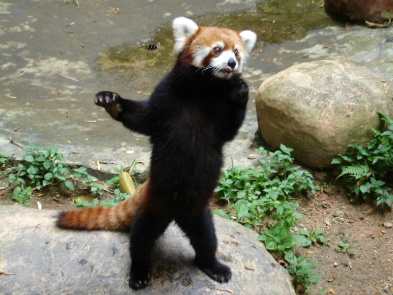 animal wildlife, looking, outdoors, solid, zoo, standing, panda, panda - animal, one animal, mammal, vertebrate, rock, no people, nature, full length, red panda