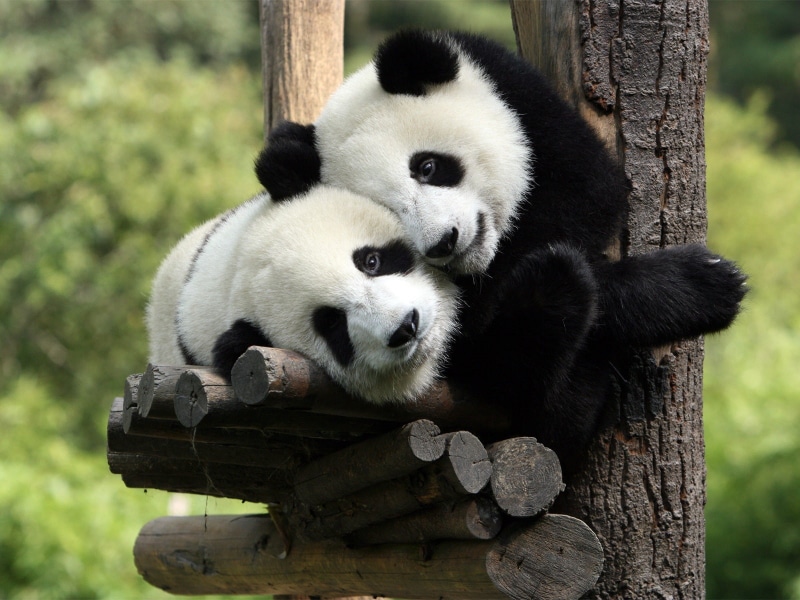 baby animals, panda, animals, 720P