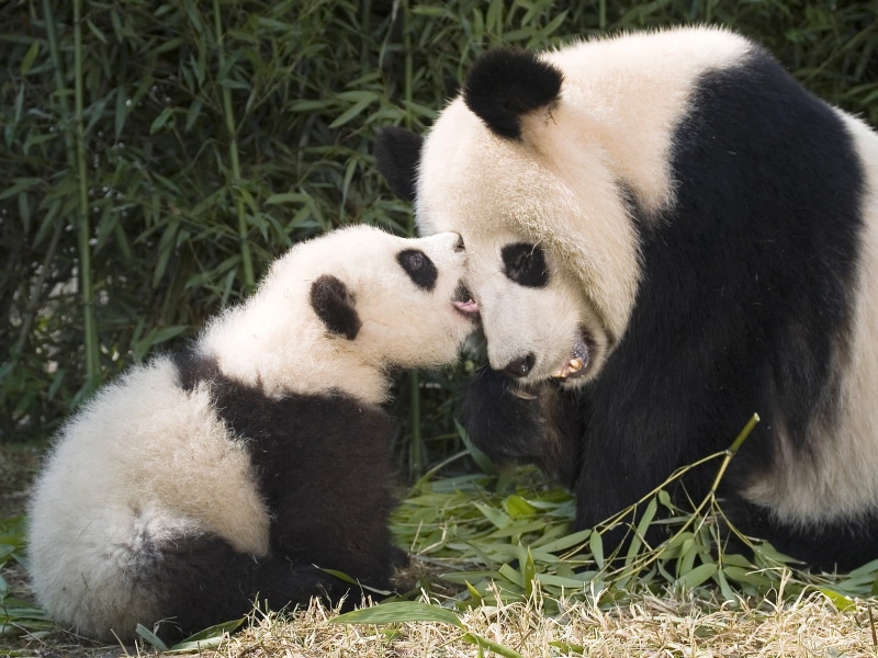 outdoors, bear, animals, husky, animals in the wild, animal themes, giant panda, panda, day, puppy, siberian, baby animals, herbivorous, white, eating